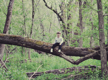 Little Boy Big Tree
